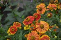 Helenium. Helenium Konigstiger. Helenium autumnale. Bush Helenium Royalty Free Stock Photo