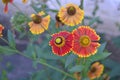 Helenium. Helenium Konigstiger. Helenium autumnale. Bush Helenium