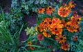 Helenium hybridum flowers in the botanical garden. Natural background Royalty Free Stock Photo