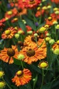 Helenium hybridum flowers Royalty Free Stock Photo