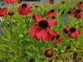 Helenium 'Moerheim Beauty' Royalty Free Stock Photo