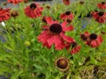 Helenium 'Moerheim Beauty' Royalty Free Stock Photo