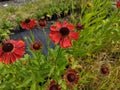 Helenium 'Moerheim Beauty' Royalty Free Stock Photo