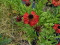 Helenium 'Moerheim Beauty' Royalty Free Stock Photo