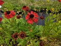 Helenium 'Moerheim Beauty' Royalty Free Stock Photo