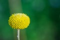 Helenium Puberulum Yellow Flower