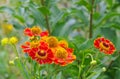 Helenium