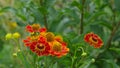 Helenium