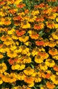 Helenium `Sahin`s Early Flowerer`