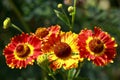 Helenium (solar herb)