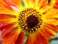 Helenium yellow flowers. arnica flowers in the garden. Gelenium Helenium, family Compositae. gelenium - beautiful yellow garden