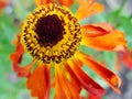 Helenium yellow flowers. arnica flowers in the garden. Gelenium Helenium, family Compositae. gelenium - beautiful yellow garden