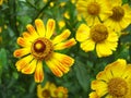 Helenium yellow on green background Royalty Free Stock Photo