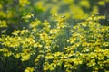 Helenium yellow wildflower garden meadow