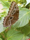 Helenor Morpho Butterfly 844477