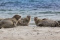 Seal - Phoca vitulina - three seals lying on the beautiful beach of the island of Dune in the North Sea, Helgoland with beautiful