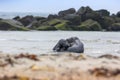 Seal - Phoca vitulina - lying on the beach of the island of Dune in the North Sea Helgoland with a beautiful background