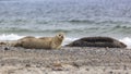 Seal - Phoca vitulina - lying on the beautiful beach of the island of Dune in the North Sea, Helgoland with beautiful sea.