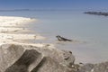 Seal - Phoca vitulina - lying on the beach of the island of Dune in the North Sea Helgoland with a beautiful background