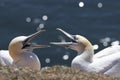 Helgoland - Gannets Royalty Free Stock Photo