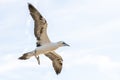 Gannets in flight on their breeding colony at Helgoland. Royalty Free Stock Photo