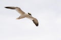 Gannets in flight on their breeding colony at Helgoland. Royalty Free Stock Photo