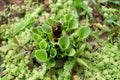 Heliamphora carnivorous pitcher plant
