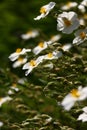 Helianthemum in bright day.