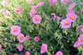 Helianthemum nummularium, rock rose. Pink flowers with yellow stamens Royalty Free Stock Photo