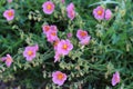 Helianthemum nummularium, rock rose. Pink flowers with yellow stamens Royalty Free Stock Photo