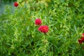 Helianthemum x cultorum `Cerise Queen` is a winter-green, ground-covering perennial that shines with innumerable pink flowers. Royalty Free Stock Photo