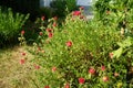 Helianthemum x cultorum `Cerise Queen` is a winter-green, ground-covering perennial that shines with innumerable pink flowers. Royalty Free Stock Photo