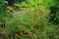 Helianthemum x cultorum `Cerise Queen` is a winter-green, ground-covering perennial that shines with innumerable pink flowers. Royalty Free Stock Photo