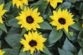 Helianthus annus in garden. Small and potted sunflowers, dwarf helianthus. Royalty Free Stock Photo