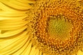 Helianthus annus, Sunflower, Allergens Plants Royalty Free Stock Photo