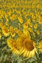 Helianthus annus, Sunflower, Allergens Plants Royalty Free Stock Photo