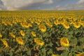 Helianthus annus, Sunflower, Allergens Plants Royalty Free Stock Photo