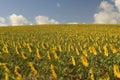 Helianthus annus, Sunflower, Allergens Plants Royalty Free Stock Photo