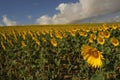 Helianthus annus, Sunflower, Allergens Plants Royalty Free Stock Photo