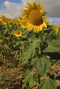 Helianthus annus, Sunflower, Allergens Plants Royalty Free Stock Photo