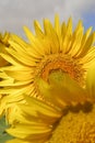 Helianthus annus, Sunflower, Allergens Plants Royalty Free Stock Photo