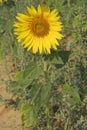 Helianthus annuus, Sunflower, Allergens Plants Royalty Free Stock Photo