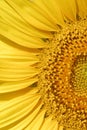 Helianthus annuus, Sunflower, Allergens Plants Royalty Free Stock Photo