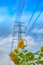 Helianthus annuus below the High voltage transmission towers. Royalty Free Stock Photo