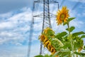 Helianthus annuus below the High voltage transmission towers. Royalty Free Stock Photo