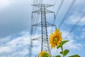 Helianthus annuus below the High voltage transmission towers. Royalty Free Stock Photo