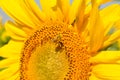 Yellow pollen on small bee pollinates bright sunflower stamens closeup. Macro of Helianthus bloom pollination. Close-up of petals. Royalty Free Stock Photo