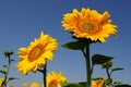 Vibrant orange color middle of sunflowers with yellow petals on clear blue sky background. Two flower heads of Helianthus annuus. Royalty Free Stock Photo