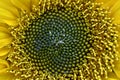 Helianthus annuus, closeup of beautiful yellow sunflower stamens, pistils