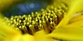 Helianthus annuus, closeup of beautiful yellow sunflower stamens, pistils Royalty Free Stock Photo